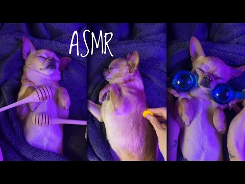ASMR with dog/ Bugs 🐛, water 💧, honey 🍯, mouth sounds 👄🧼 #youtube #asmr #dog