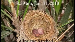 preview picture of video 'Red Whiskered Bulbul - Anxious Moments'