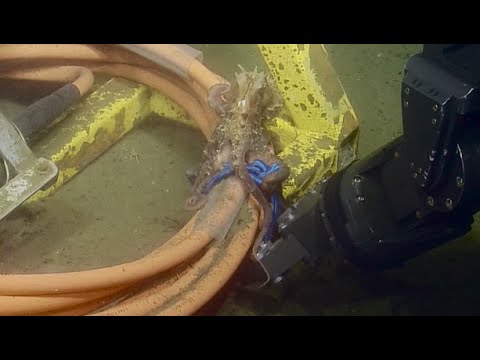 Octopus Tug-of-War | Nautilus Live