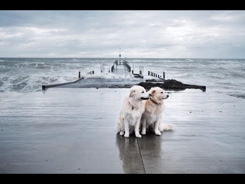 Samoyed x Golden Retrievers Delivering our Mail