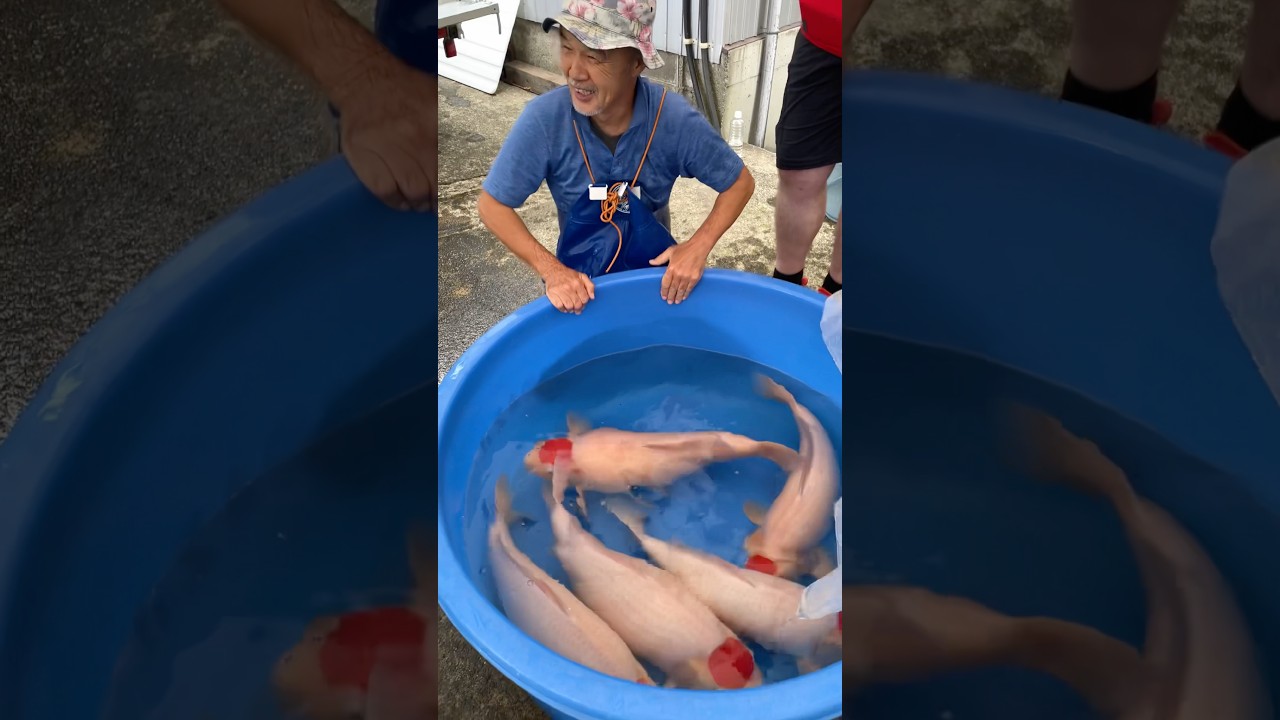 These Fish Represent the Japanese Koi Fish 🇯🇵❤️