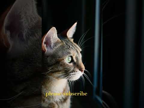 cat thinking video #cat #thinking #video #emotional