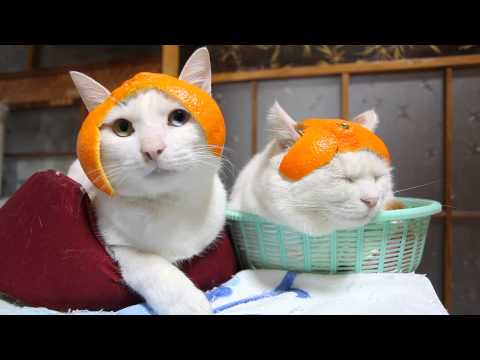 Cum să uităm de viscol şi ninsoare? Să luam exemplul pisicilor &ldquo;zen&rdquo;!