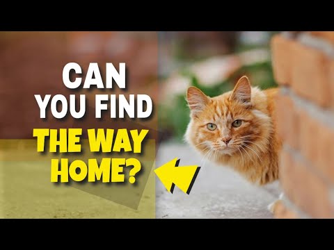 😼¿Can Cats Find the Way Home?👈