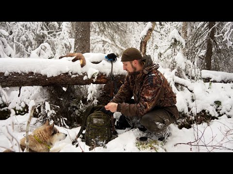 ПОЛГОДА СПУСТЯ В ИЗБУ ГЛУХАРИНУЮ. ТЯЖЁЛЫЕ БУДНИ ОХОТНИКА. ДОБЫВАЕМ ПУШНИНУ С СОБАКОЙ.
