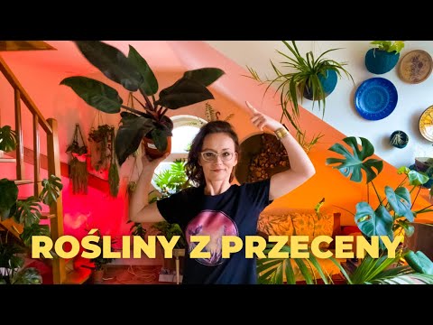 , title : 'Jak TANIO kupować rośliny domowe ?Jak dbać o roślinę z przeceny ? 🌱 VLOG'