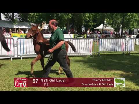 Sprinter Sacré Show 2018 : Lot 97 - N (Ti Girl Lady)