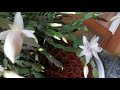 Clip 3