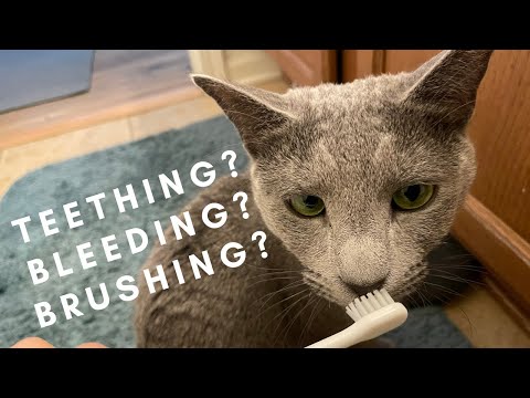 Dental care in cats: Our experience & basic tips