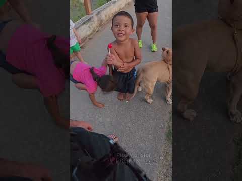 Cadê a mãe dessa criança? kkkkkk #pitbull #americanbully #engraçados #meme #funny