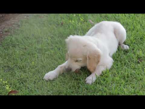 Dog Video Relaxing on the Beach # Short
