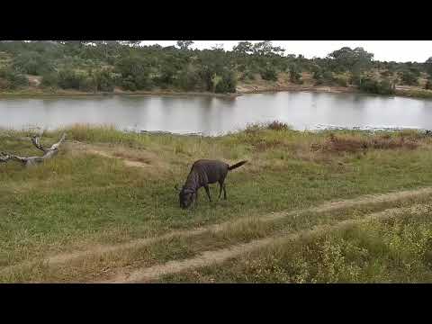 Djuma: Nyala bull, Wildebeest and Impalas - 15:45 - 04/23/21