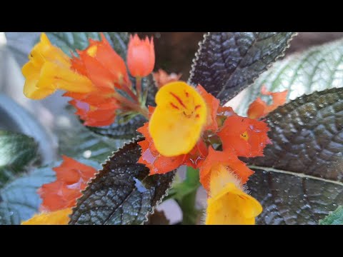 Some flowers in rainy and summer season/ summer and rainy season best flower./Pranita's garden