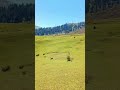 Sanasar Jammu And Kashmir