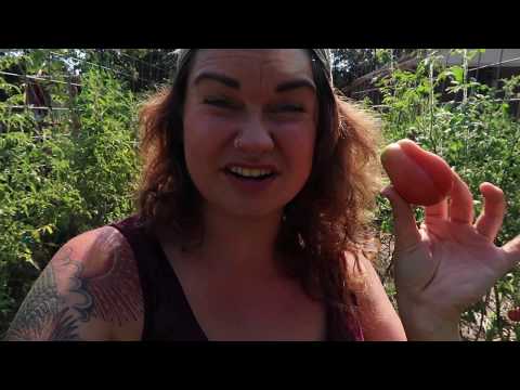 , title : 'The Best and Worst Summer Garden Heirlooms, and a LOT of Manure  | VLOG | Roots and Refuge'