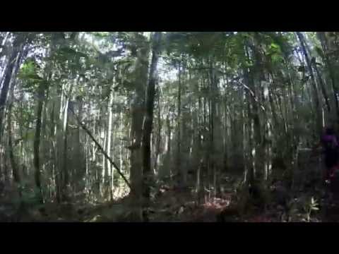 Maliau Basin (Borneo Jungle Adventure) in 4k