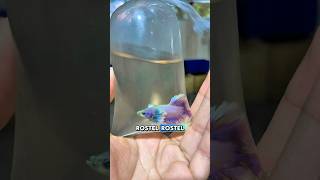 Download lagu I bought a Betta fish farm filled with thousands of fish from a TikTok player! All the fish are s... mp3