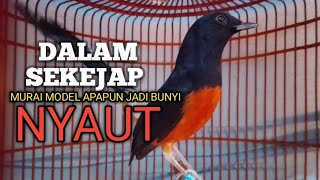 Download lagu MURAI BATU GACOR Ampuh buat PANCINGAN MURAI biar lawan EMOSI jadi Bunyi NYAUT BONGKAR MATERI ISIAN mp3 Download lagu MURAI BATU GACOR Ampuh buat PANCINGAN MURAI biar lawan EMOSI jadi Bunyi NYAUT BONGKAR MATERI ISIAN mp3