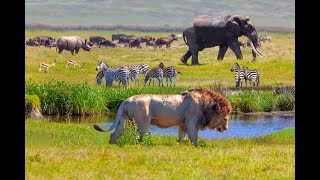 PEACE TO ALL BEINGS - James Asher - Dance Of The Light CD