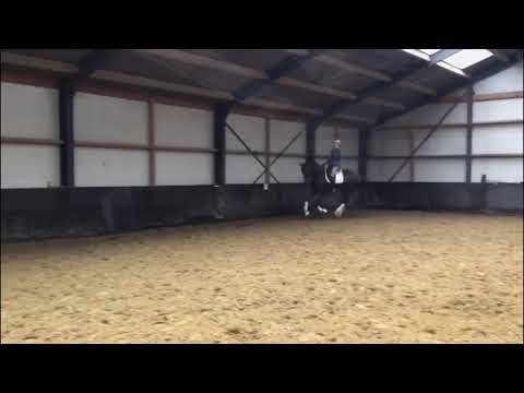 4 Year old stallion Enzo Ferrari X Dramatic