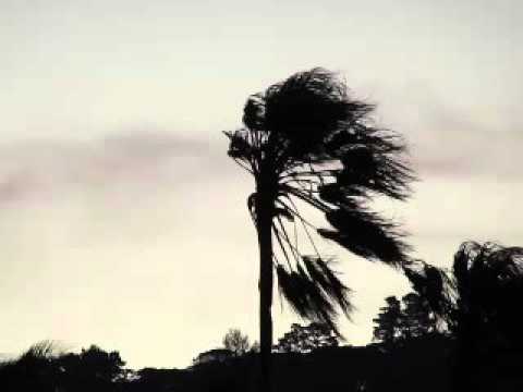 Palm Tree in high winds