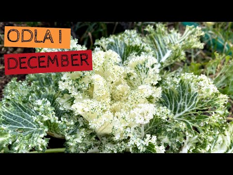 Odla i DECEMBER - Sådd av spenat och skörd av purjolök, vintersallat och vit grönkål.