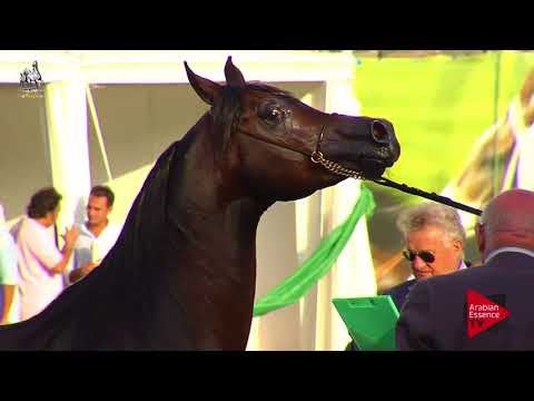 N.88 FREE EUKALIPTUS - 2017 Italian Nationals - 7-9 Years Old Stallions (Class 11)