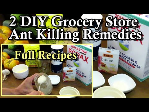 2 DIY Recipes to Control Ants in Your Gardens: Using Grocery Store Cornmeal, Sugar, & Borax