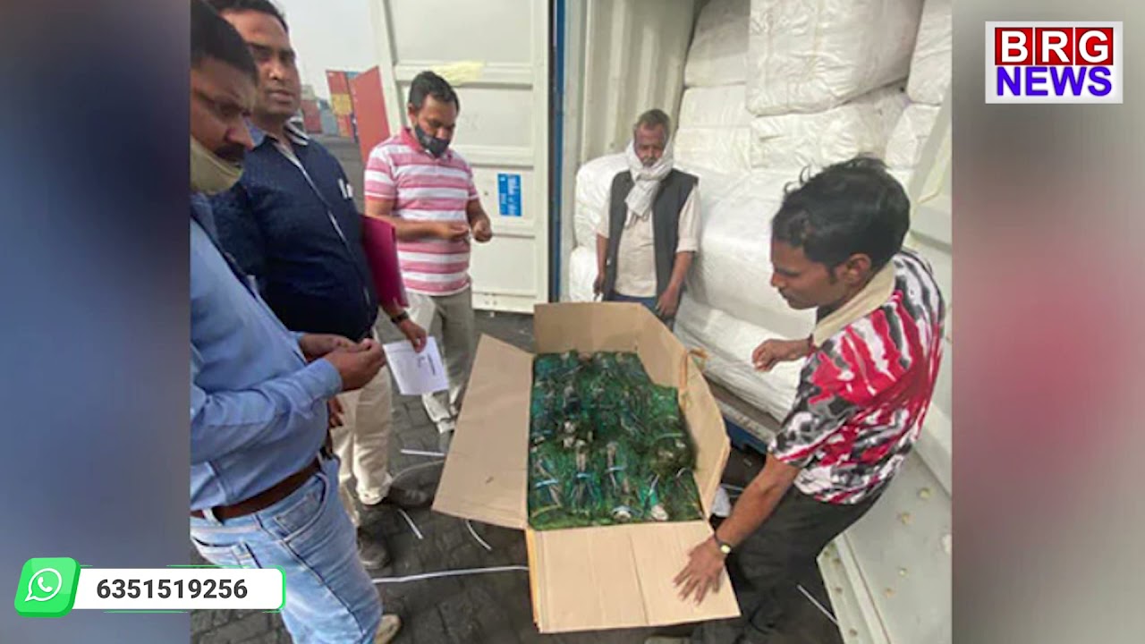 Peacock feather worth of 5 crores | Customs Seizes 21 Lakh Pieces Of Peacock Feathers smuggling