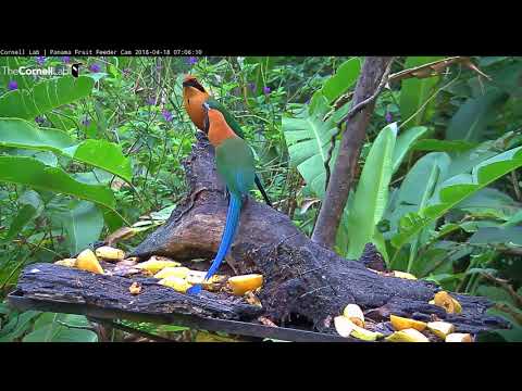Rufous Motmots Exhibit Allofeeding Behavior On Panama Fruit Feeder – April 18, 2018
