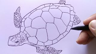 580 Gambar Kolase Biji Bijian Kura Kura Gratis