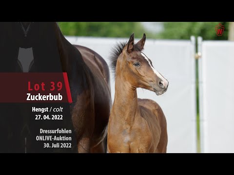 OnLive-Auktion Lot 39 Zuckerbub Hengst v. Zoom - Fürst Jazz
