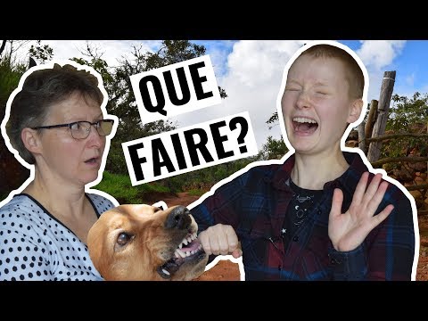 Chien Donner - SOSanimaux
