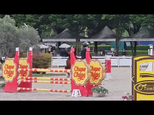 Ruin Franse rijpony PFS Te koop 2016 Donker bruin / bai ,  KANTJE'S ADMIRAAL