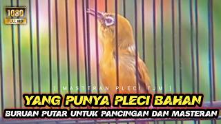 Download lagu 🔴 LIVE Masteran Pleci Pancingan Pleci Dakbal Dakun Bali Gacor Nembak Sejalur Panjang !!! mp3 Download lagu 🔴 LIVE Masteran Pleci Pancingan Pleci Dakbal Dakun Bali Gacor Nembak Sejalur Panjang !!! mp3