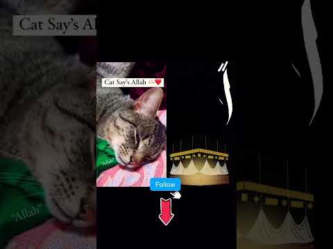 cat's says Allah ❤️❤️☝️#allahuakbar #viral #deen #kudrat #karishma #deenfuture #islamic♥️islam