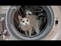 My Cat Loves To Run In The Washing Machine