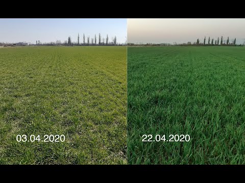 Grau calamitat seceta salvat cu Delfan Plus