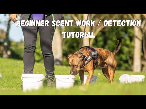 How to teach your dog BEGINNER scent detection / nose work.