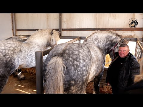 - ŠARIĆEVI KONJI OSVAJAJU EUROPU -