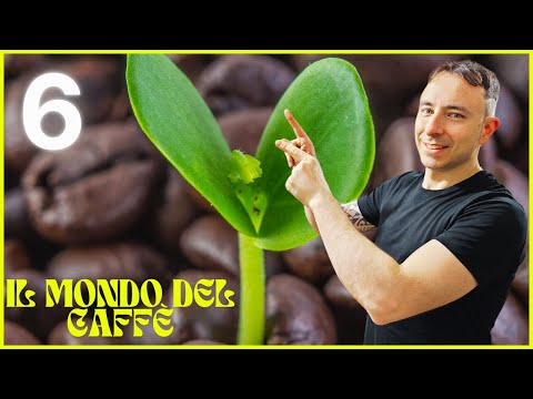 Corso completo sul caffè: dal chicco alla tazzina, tutto ciò che devi sapere! SESTA PUNTATA