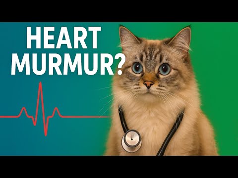 Understanding Heart Murmurs in Cats: What You Need to Know