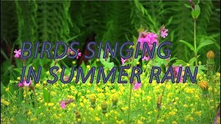 SUMMER RAIN - Birds singing in the  REAL TIME video  2½ hours - NO LOOP