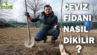 CEVİZ FİDANI NASIL DİKİLİR ?