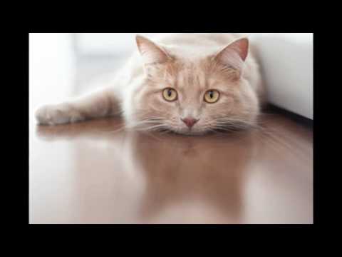 Care for Cats - Inflammation of the Pancreas in Cats - Cat Tips