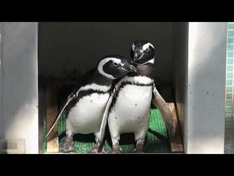 外国語学部CM　入試篇