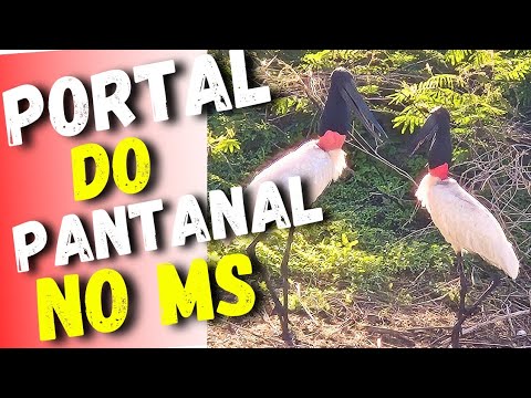 CORUMBÁ- MS: PORTAL DO PANTANAL SUL MATOGROSSENSE - Ep 18
