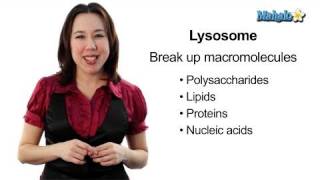 Learn Biology: Cells—Lysosomes