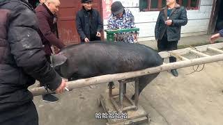 Pig Slaughter-Rural pig killing series, if you like it, please support