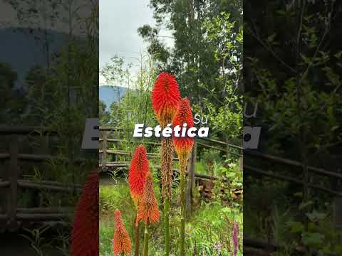 RESIDENCIAL EL PAUCO #propiedades #cabañasdemadera #cajamarca #propiedadesenventa #casaenventa